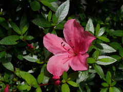 庭に咲いた花04