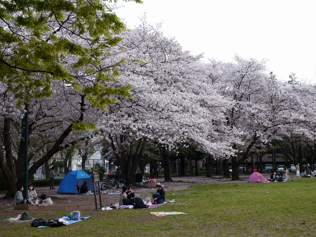 2021年３月の桜