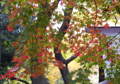 久伊豆神社にて６