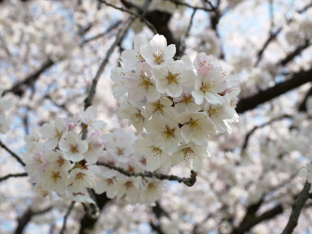 元荒川堤の桜３