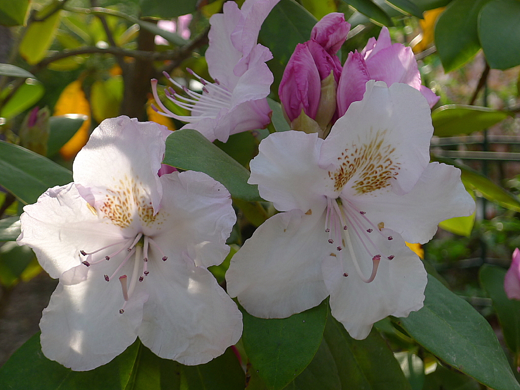 フラワーパーク02