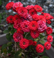 庭に咲いた花02