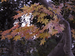 今年の紅葉3