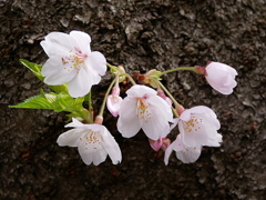 元荒川土手の桜05