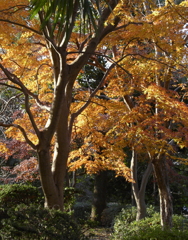 今年の紅葉1