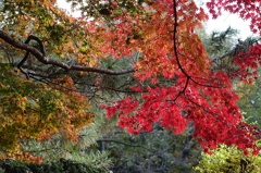 久伊豆神社の紅葉06