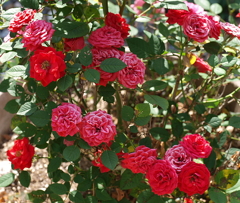 庭の花々07