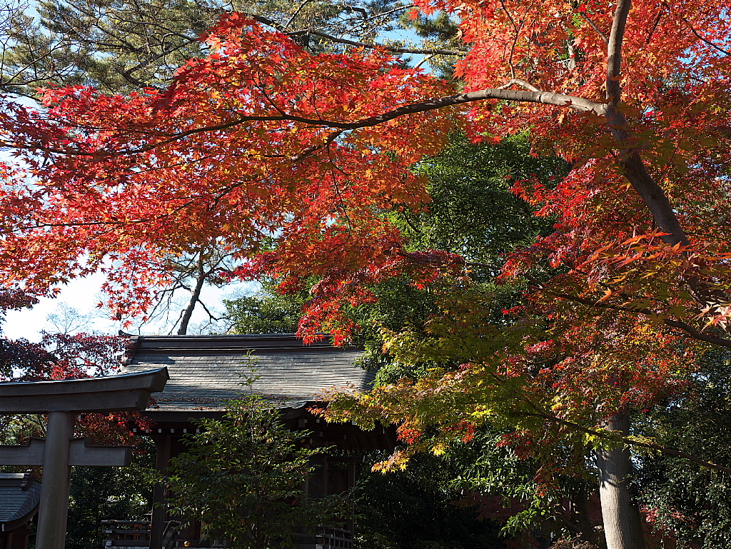 久伊豆神社の紅葉07