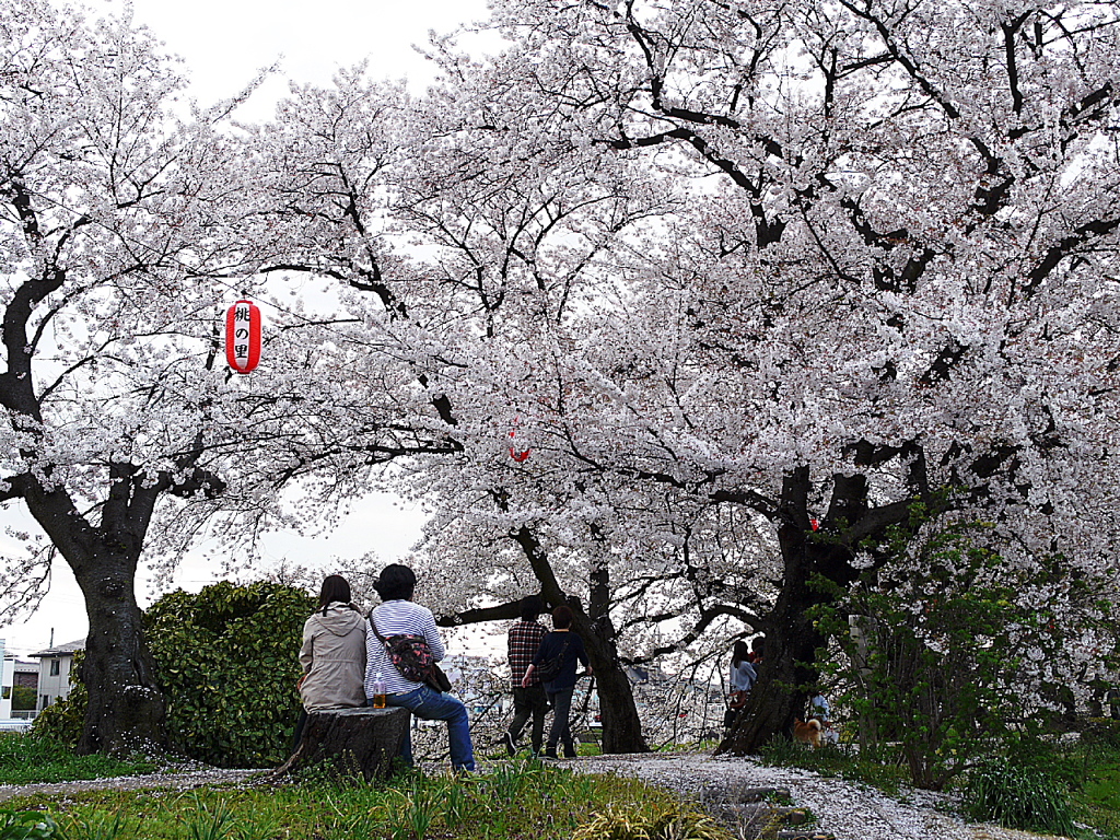 土手の桜２