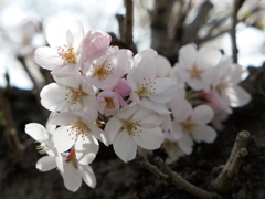 元荒川の桜07