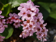 庭の花1