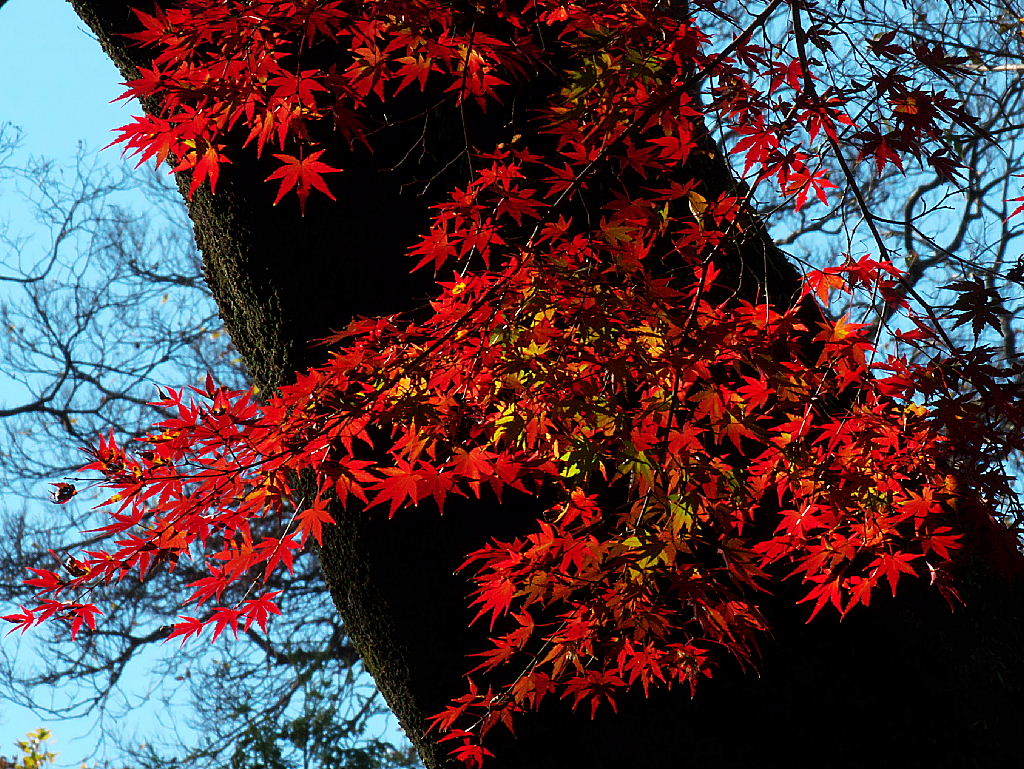 久伊豆神社の紅葉10