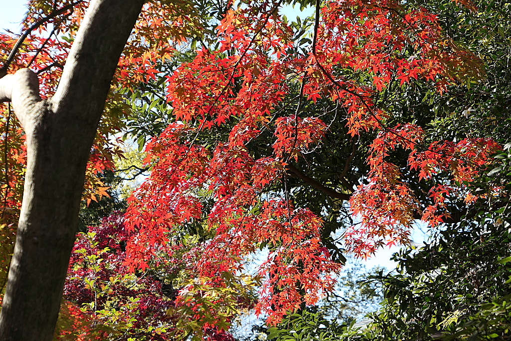 29年の紅葉16