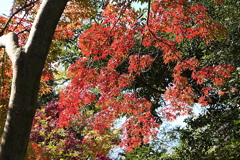 29年の紅葉16