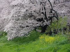 元荒川土手の桜01