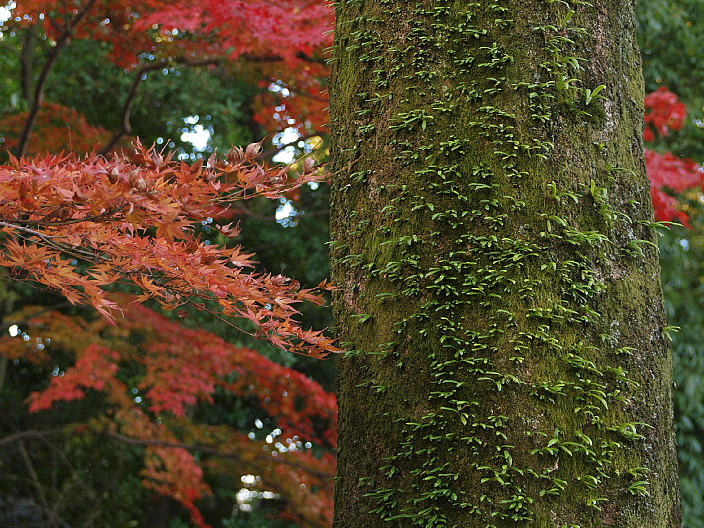 29年の紅葉22