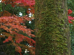 29年の紅葉22