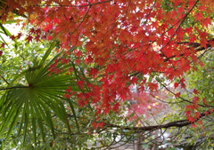 久伊豆神社にて４