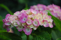 市役所の土手１５