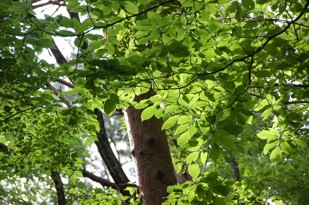 美しき木の葉２