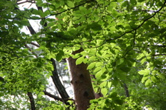 美しき木の葉２