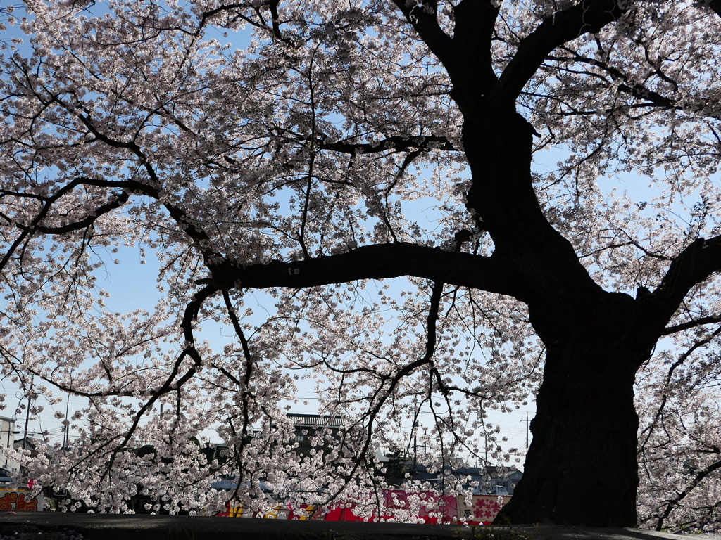 元荒川土手の桜１