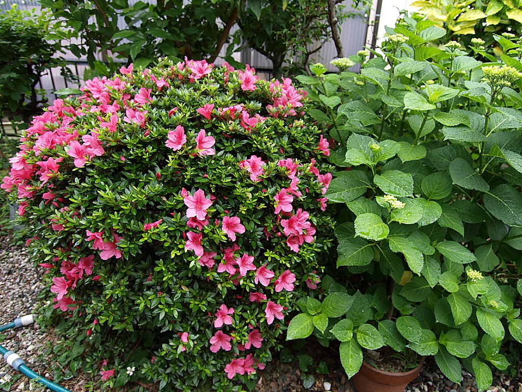 庭の花々11