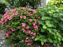 庭の花々11
