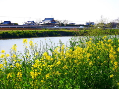越谷４/４の桜４