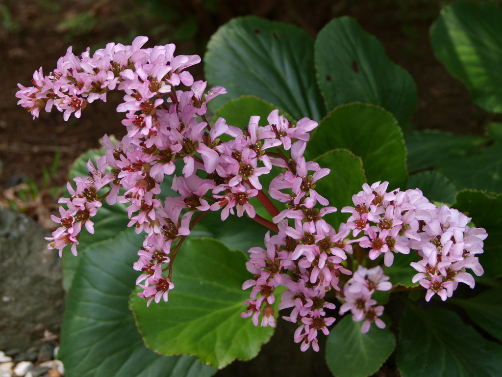 庭の草花7