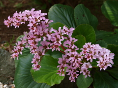庭の草花7