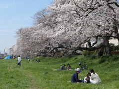 元荒川の桜09