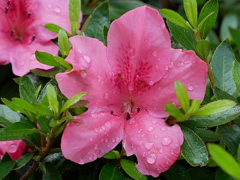 庭の花々Ⅱ04