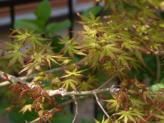 庭の草花9