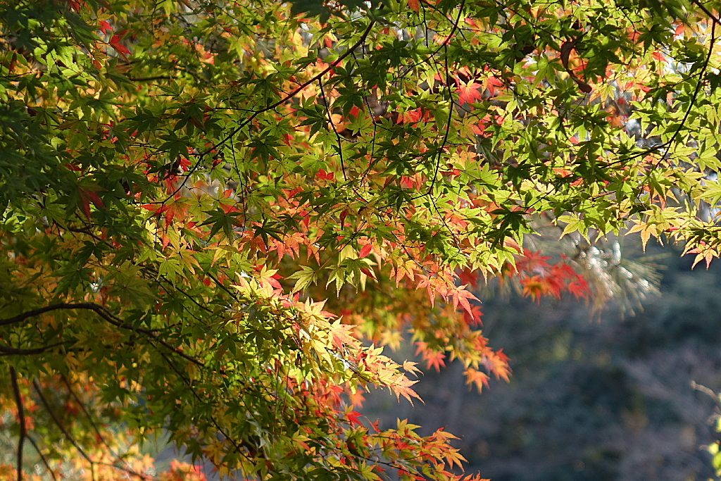久伊豆神社の紅葉03