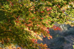 久伊豆神社の紅葉03