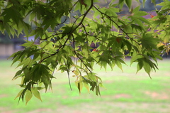 越谷の久伊豆神社にて06