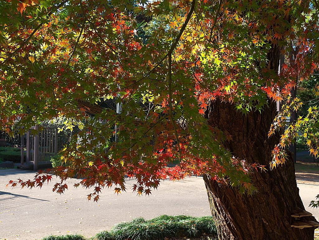 久伊豆神社の紅葉01