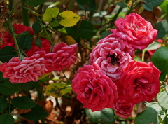 庭の花々Ⅱ01