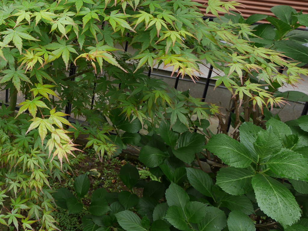 庭の草木５