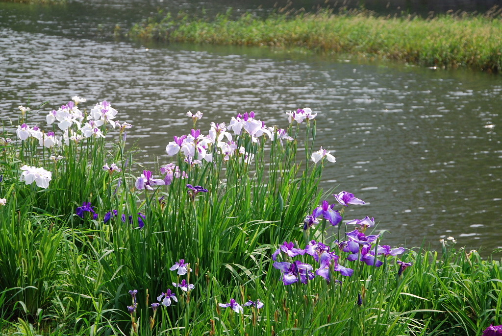 市役所の土手５