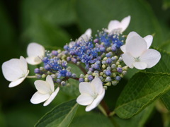 市役所の土手１７