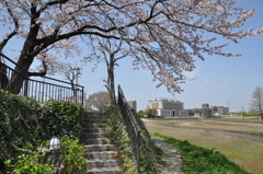 市役所の土手01