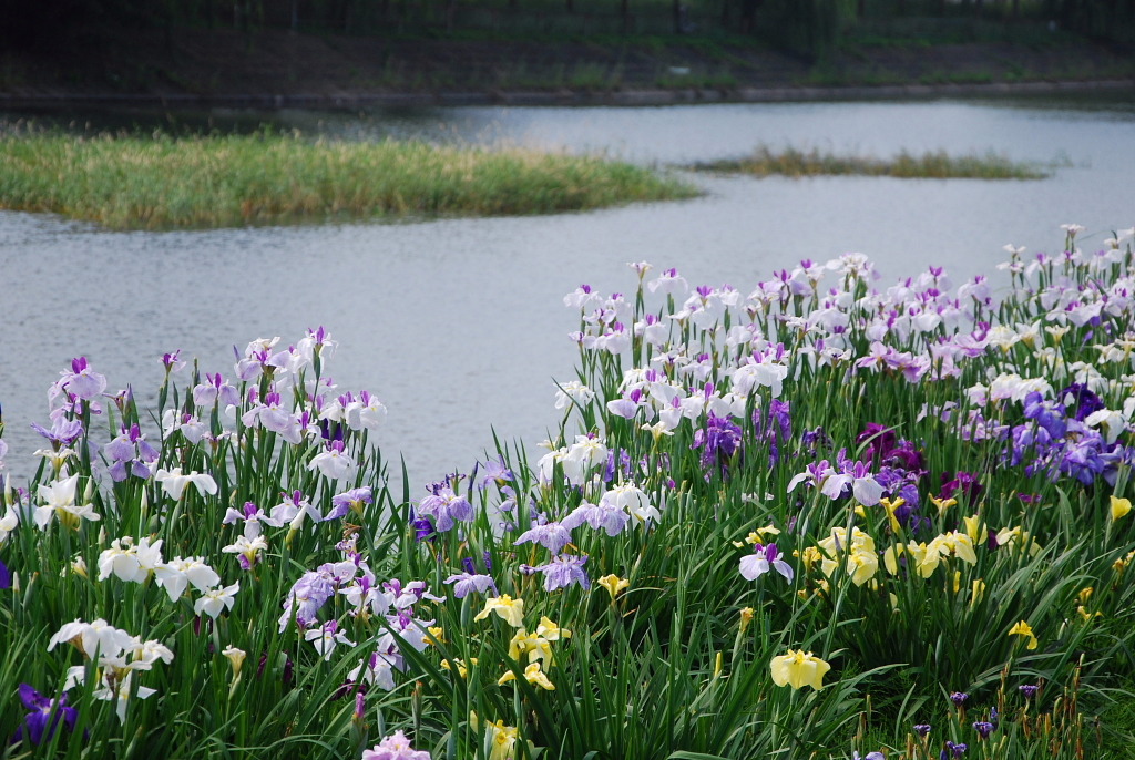 市役所の土手８