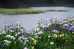 市役所の土手８