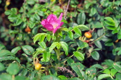 06.8.14　浜辺に咲くハマナスの花