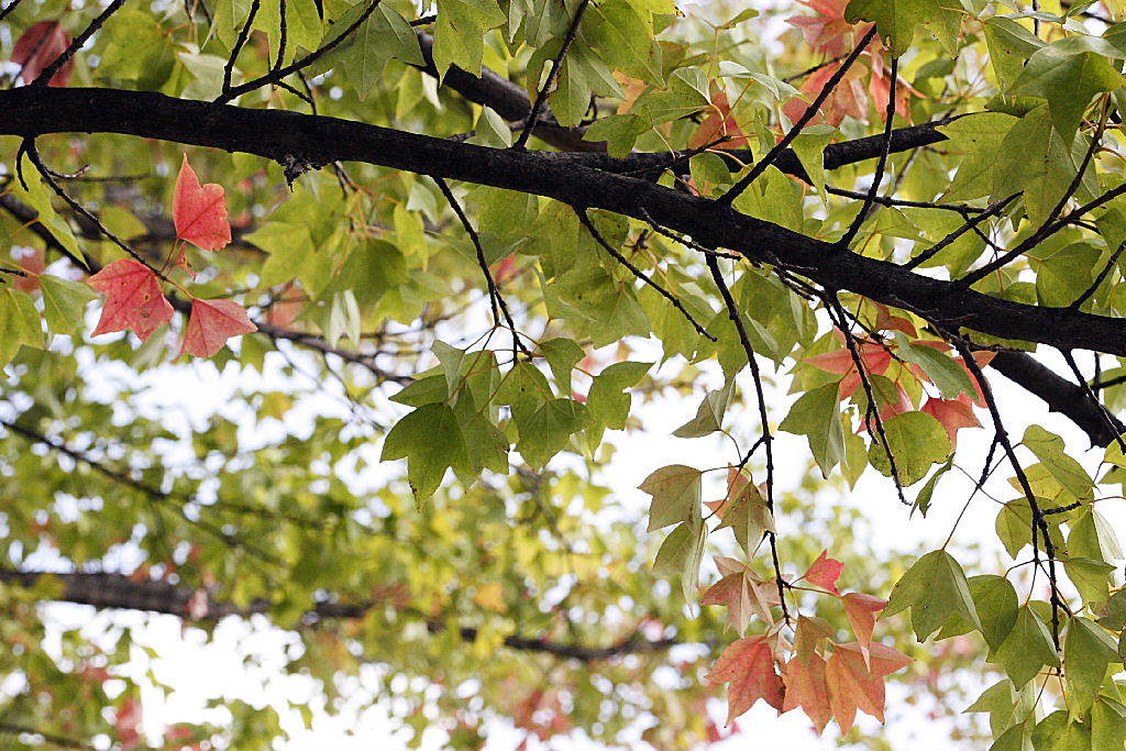 市役所前の散歩01