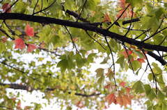 市役所前の散歩01