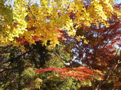 2019　久伊豆神社の紅葉04