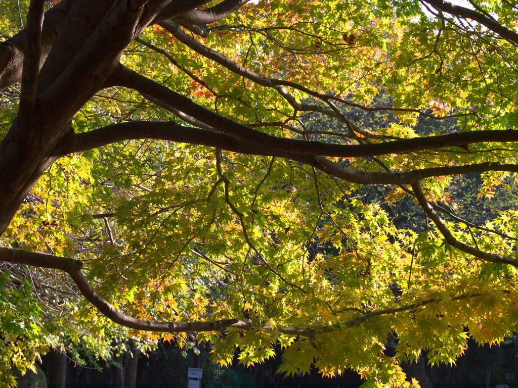 再び久伊豆神社で2